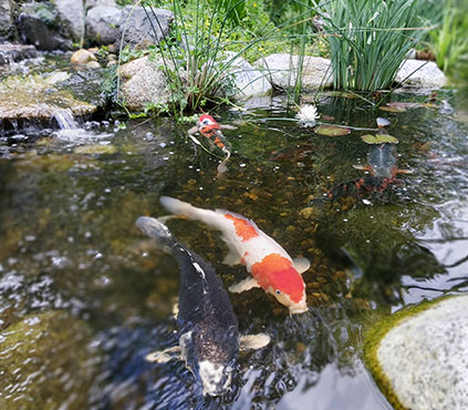 Water Feature and Pond Installation