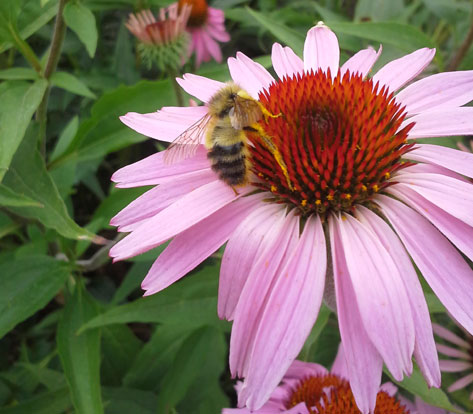 professional landscaping services