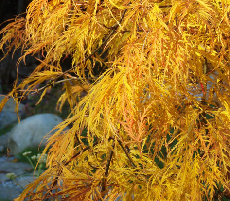 Fraser Valley landscaping services