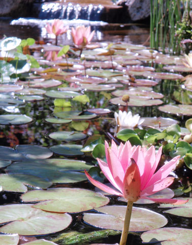 Pitt Meadows landscaping services